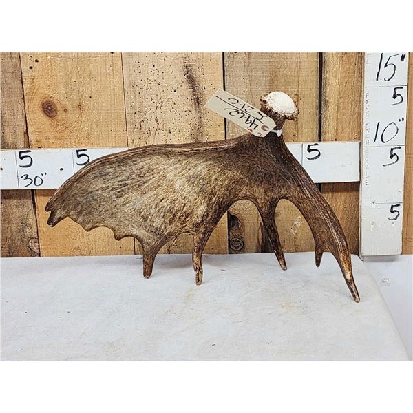 6 Lbs Self Standing Alaskan Moose Shed Antler
