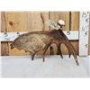 Image 1 : 6 Lbs Self Standing Alaskan Moose Shed Antler