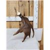 Image 2 : 6 Lbs Self Standing Alaskan Moose Shed Antler