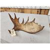 Image 4 : 6 Lbs Self Standing Alaskan Moose Shed Antler