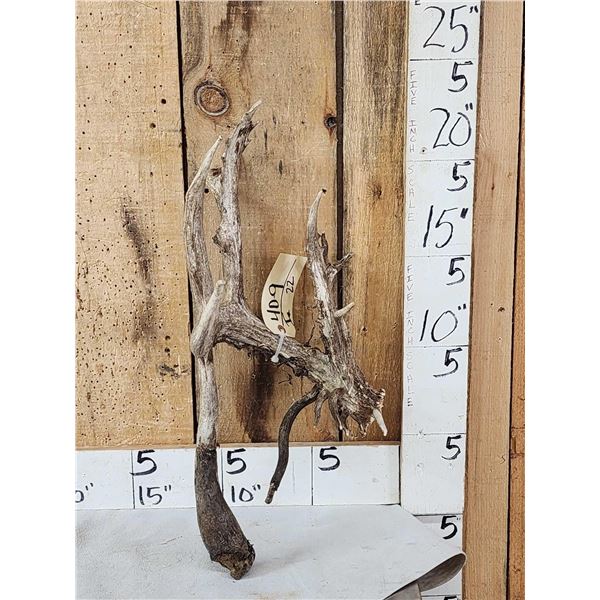 Gnarly Nontypical Droptine Whitetail Shed Antler