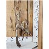 Image 1 : Gnarly Nontypical Droptine Whitetail Shed Antler