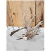 Image 2 : Gnarly Nontypical Droptine Whitetail Shed Antler