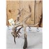 Image 3 : Gnarly Nontypical Droptine Whitetail Shed Antler