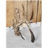 Image 4 : Gnarly Nontypical Droptine Whitetail Shed Antler