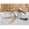 Image 5 : Gnarly Nontypical Droptine Whitetail Shed Antler