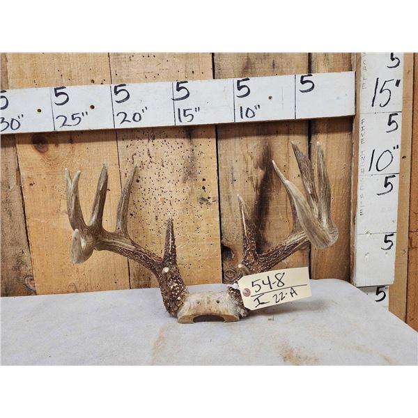 Main Frame 5x5 Whitetail Antlers On Skull Plate