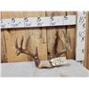 Image 1 : Main Frame 5x5 Whitetail Antlers On Skull Plate