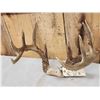 Image 2 : Main Frame 5x5 Whitetail Antlers On Skull Plate