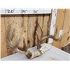 Image 3 : Main Frame 5x5 Whitetail Antlers On Skull Plate