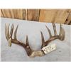 Image 4 : Main Frame 5x5 Whitetail Antlers On Skull Plate