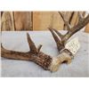 Image 5 : Main Frame 5x5 Whitetail Antlers On Skull Plate