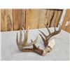 Image 6 : Main Frame 5x5 Whitetail Antlers On Skull Plate