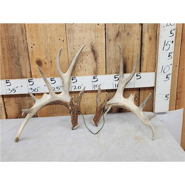Set Of 211" Whitetail Shed Antlers