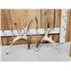 Image 1 : Set Of 211" Whitetail Shed Antlers