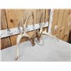 Image 2 : Set Of 211" Whitetail Shed Antlers