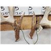 Image 4 : Set Of 211" Whitetail Shed Antlers
