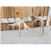 Image 5 : Set Of 211" Whitetail Shed Antlers