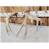 Image 6 : Set Of 211" Whitetail Shed Antlers
