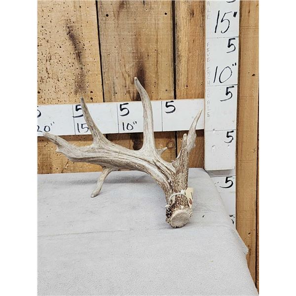 Main Frame 5 Point Whitetail Shed Antler