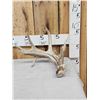 Image 1 : Main Frame 5 Point Whitetail Shed Antler