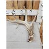 Image 2 : Main Frame 5 Point Whitetail Shed Antler