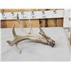 Image 3 : Main Frame 5 Point Whitetail Shed Antler