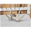 Image 4 : Main Frame 5 Point Whitetail Shed Antler