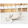 Image 5 : Main Frame 5 Point Whitetail Shed Antler