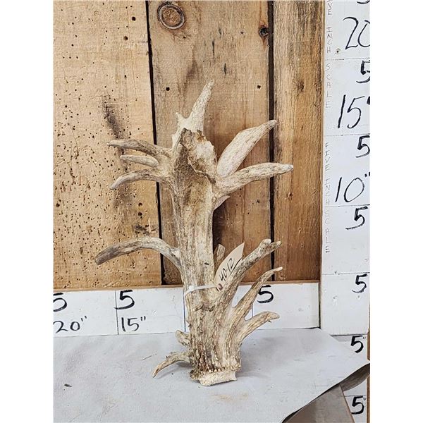 Big Freak Whitetail Shed Antler