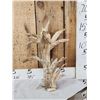 Image 1 : Big Freak Whitetail Shed Antler