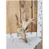 Image 2 : Big Freak Whitetail Shed Antler