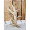 Image 3 : Big Freak Whitetail Shed Antler
