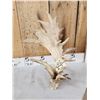 Image 4 : Big Freak Whitetail Shed Antler