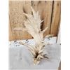 Image 5 : Big Freak Whitetail Shed Antler
