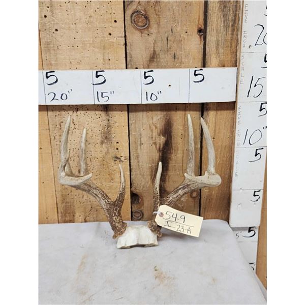5x5 Whitetail Antlers On Skull Plate