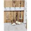Image 1 : 5x5 Whitetail Antlers On Skull Plate