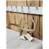 Image 2 : 5x5 Whitetail Antlers On Skull Plate