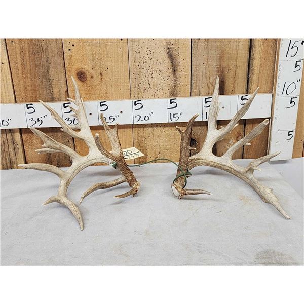 Set Of 264" Whitetail Shed Antlers