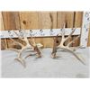 Image 1 : Set Of 264" Whitetail Shed Antlers