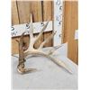 Image 2 : Set Of 264" Whitetail Shed Antlers