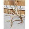 Image 3 : Set Of 264" Whitetail Shed Antlers