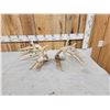 Image 4 : Set Of 264" Whitetail Shed Antlers