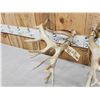 Image 6 : Set Of 264" Whitetail Shed Antlers