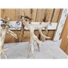 Image 7 : Set Of 264" Whitetail Shed Antlers