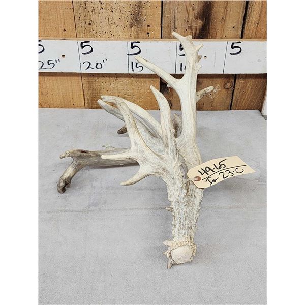 Big Nontypical Whitetail Shed Antler