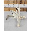 Image 1 : Big Nontypical Whitetail Shed Antler
