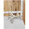 Image 2 : Big Nontypical Whitetail Shed Antler