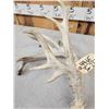 Image 3 : Big Nontypical Whitetail Shed Antler