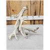 Image 4 : Big Nontypical Whitetail Shed Antler